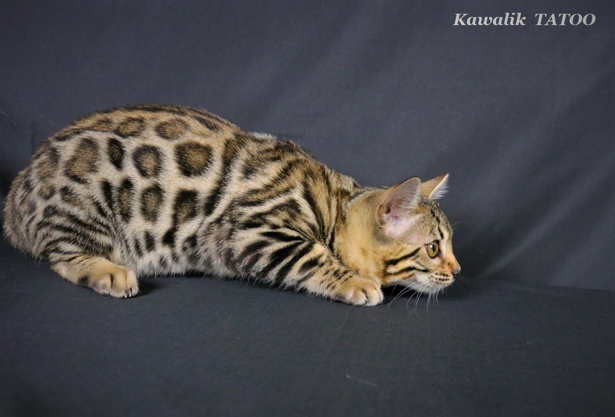 bengal brown rosetted
